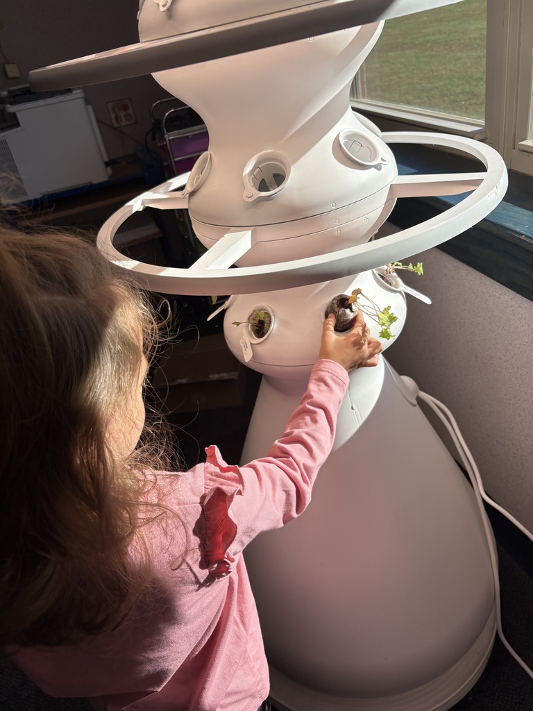 A student planting a seedling in a hydroponic farm stand.