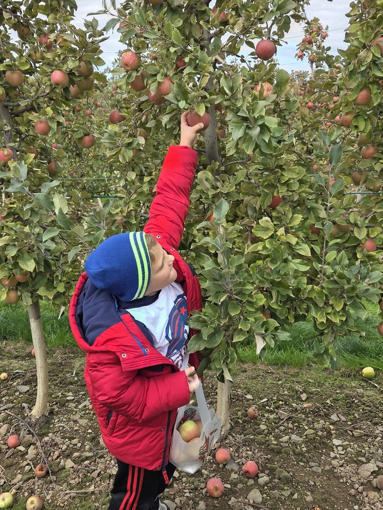 A kid picking an apple.