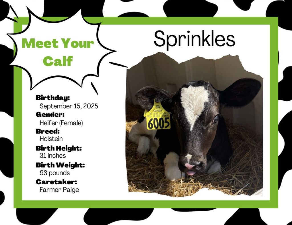 Ms. Ralston's Science Classes adopt a calf!!!