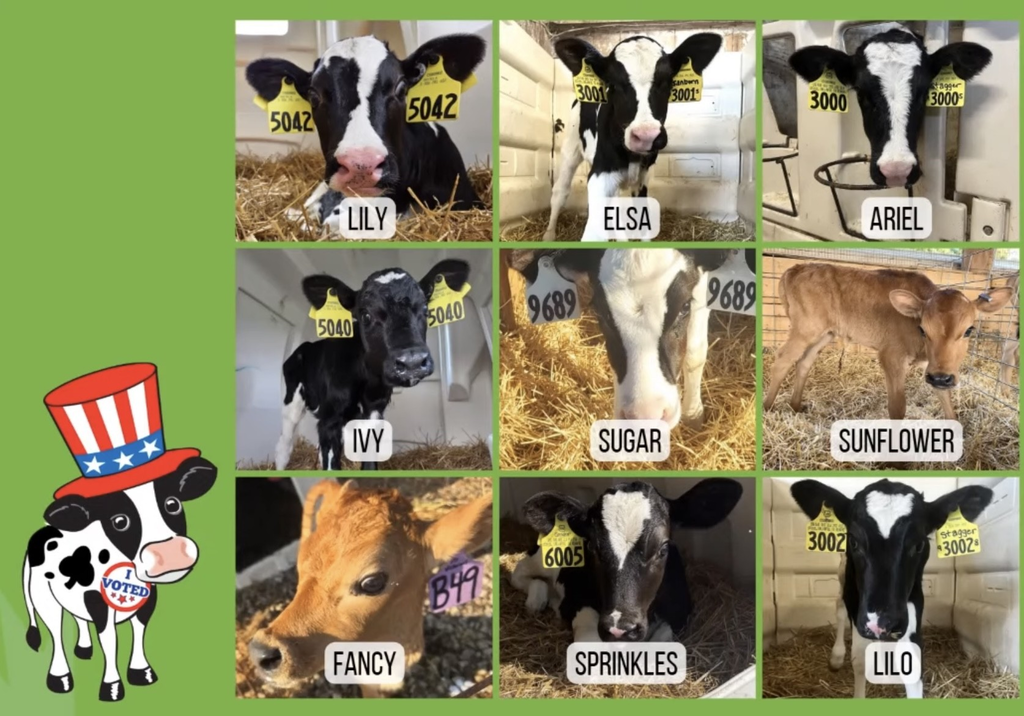 Mrs. Ralston's class mascot, Sprinkles, finishes in Top 9