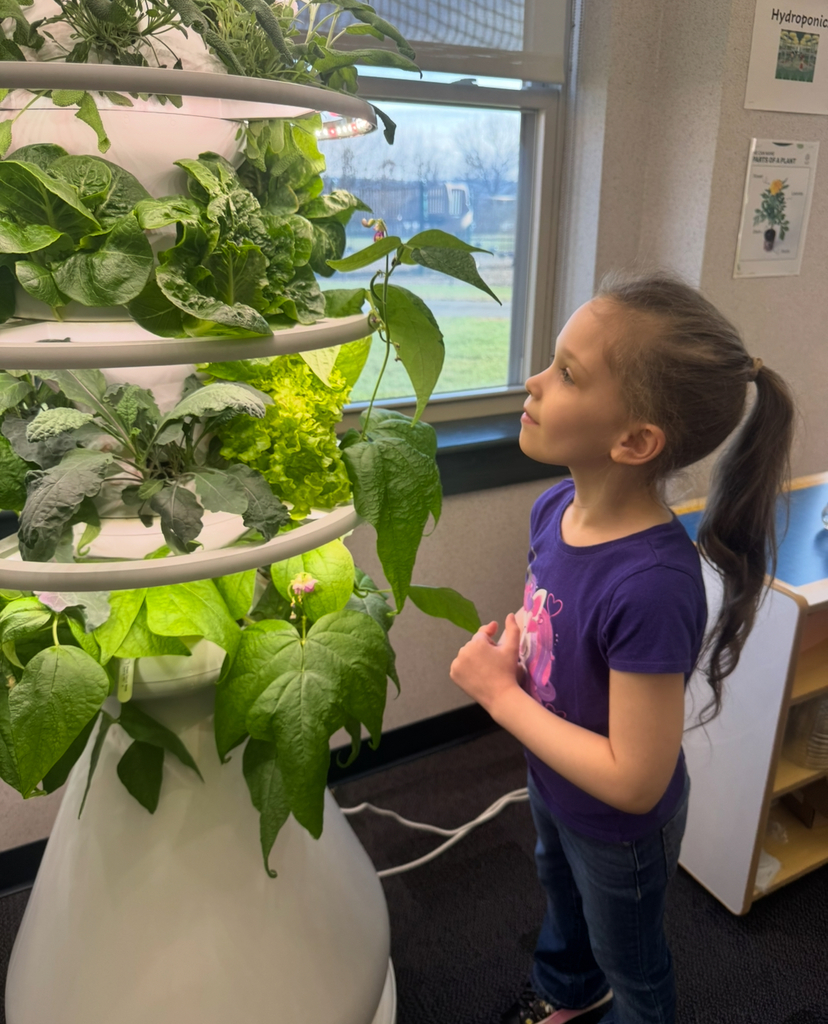Student looking at pea vines on a hydroponic farm stand