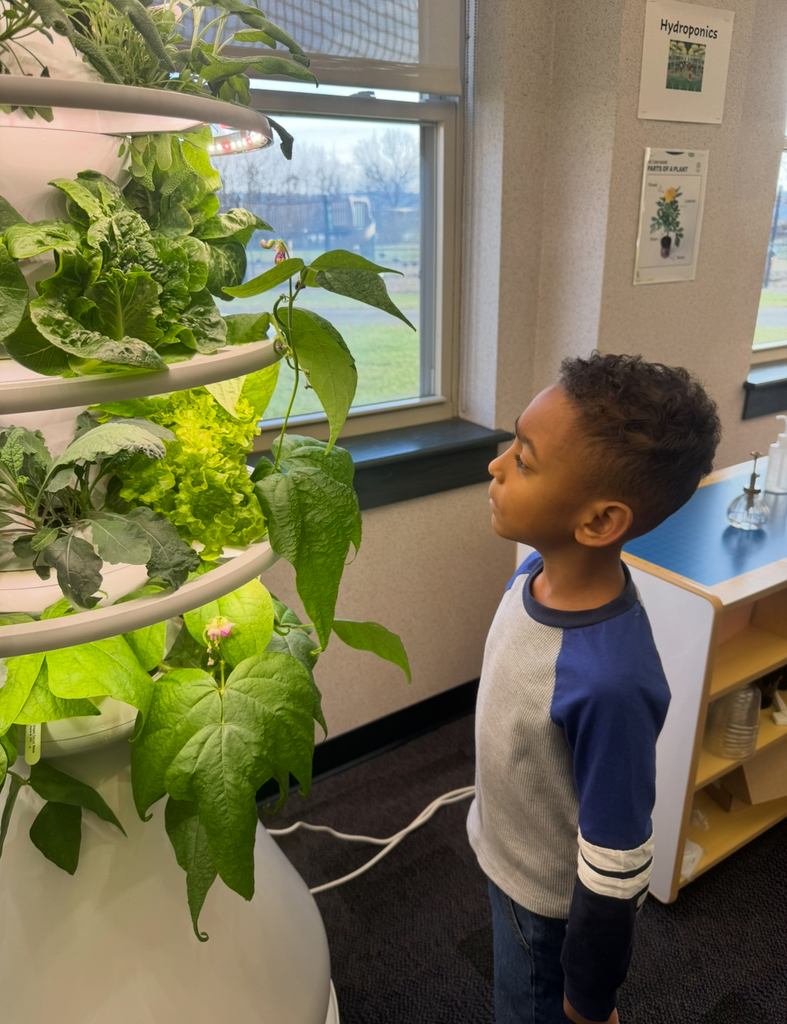 Student looking at pea vines on a hydroponic farm stand