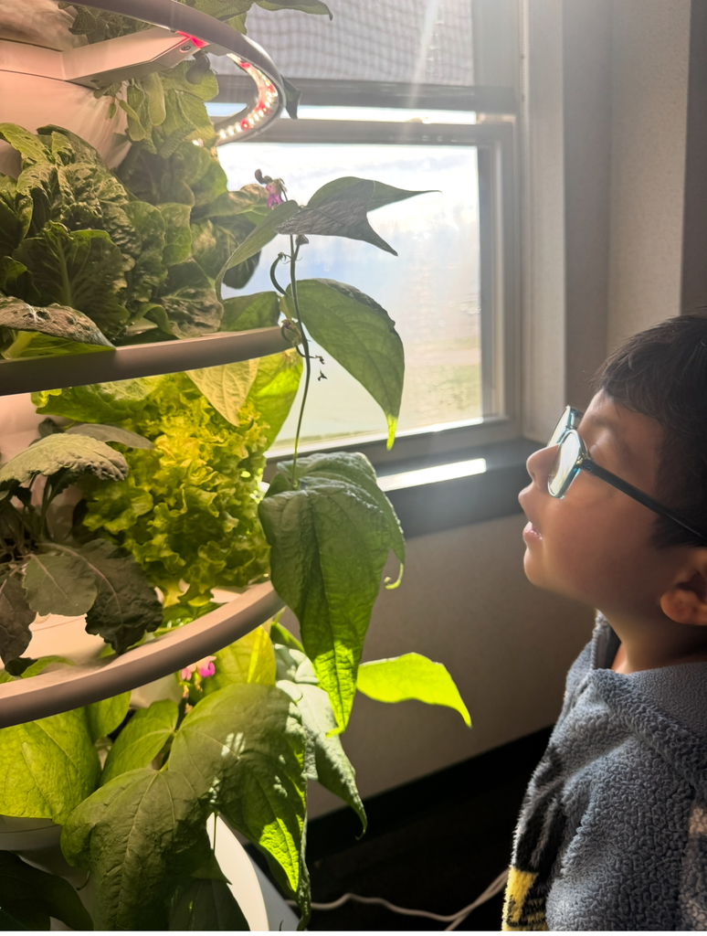 Student looking at pea vines on a hydroponic farm stand