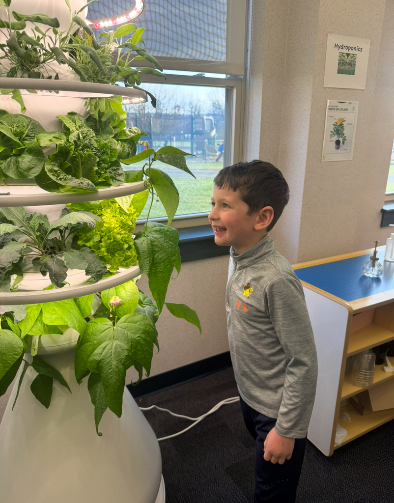 Student looking at pea vines on a hydroponic farm stand