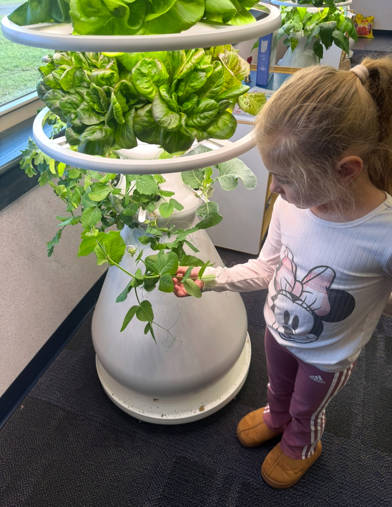 Student looking at pea vines on a hydroponic farm stand