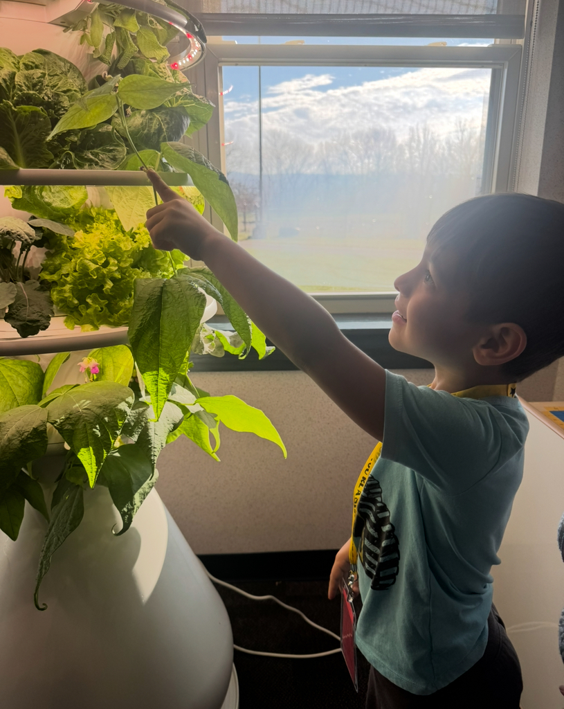 Student looking at pea vines on a hydroponic farm stand