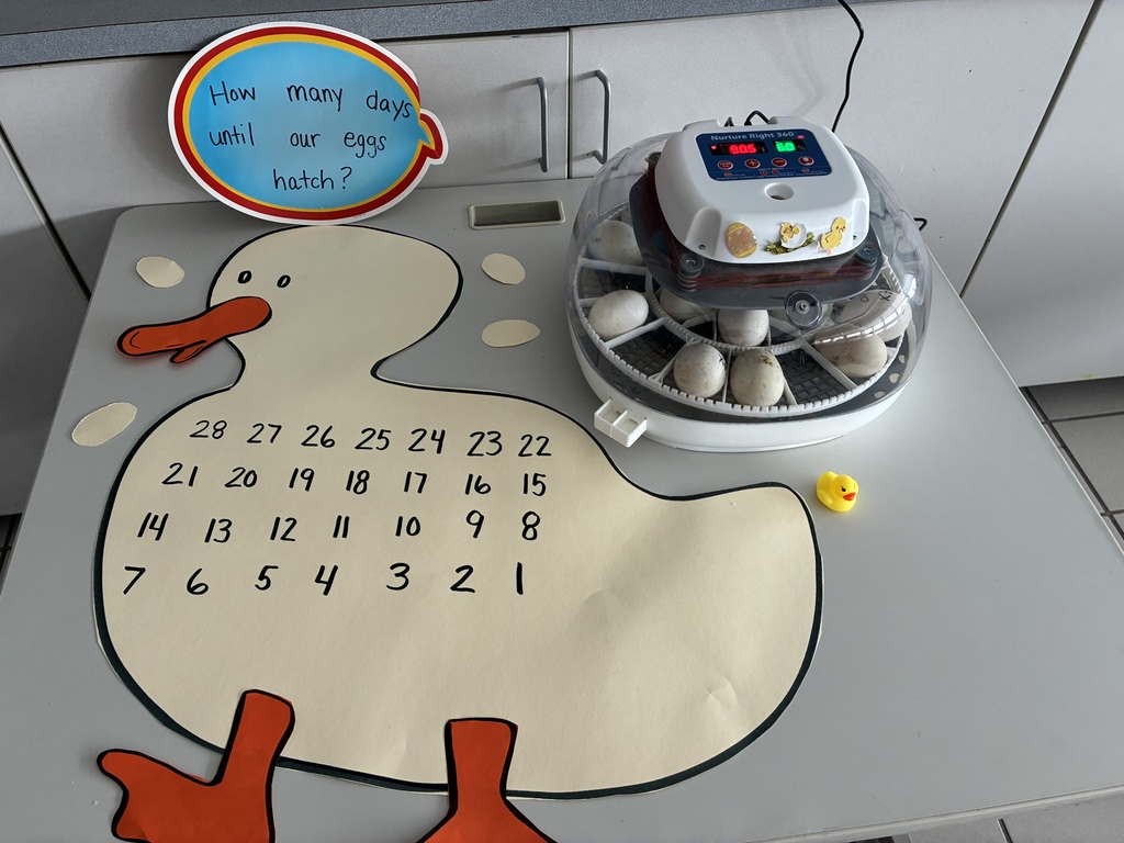 A 28 day countdown with duck eggs in an incubator. 