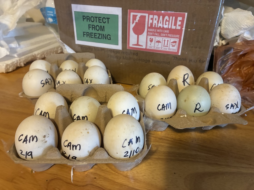 Eggs labeled with marker in egg trays. 
