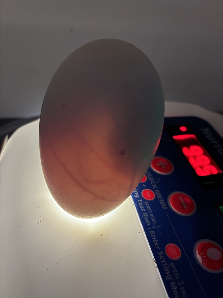 A candled duck egg.
