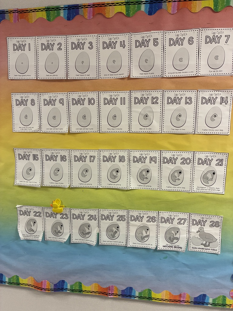 A bulletin board with the daily growth of a duck embryo with a a clip indicating day 23