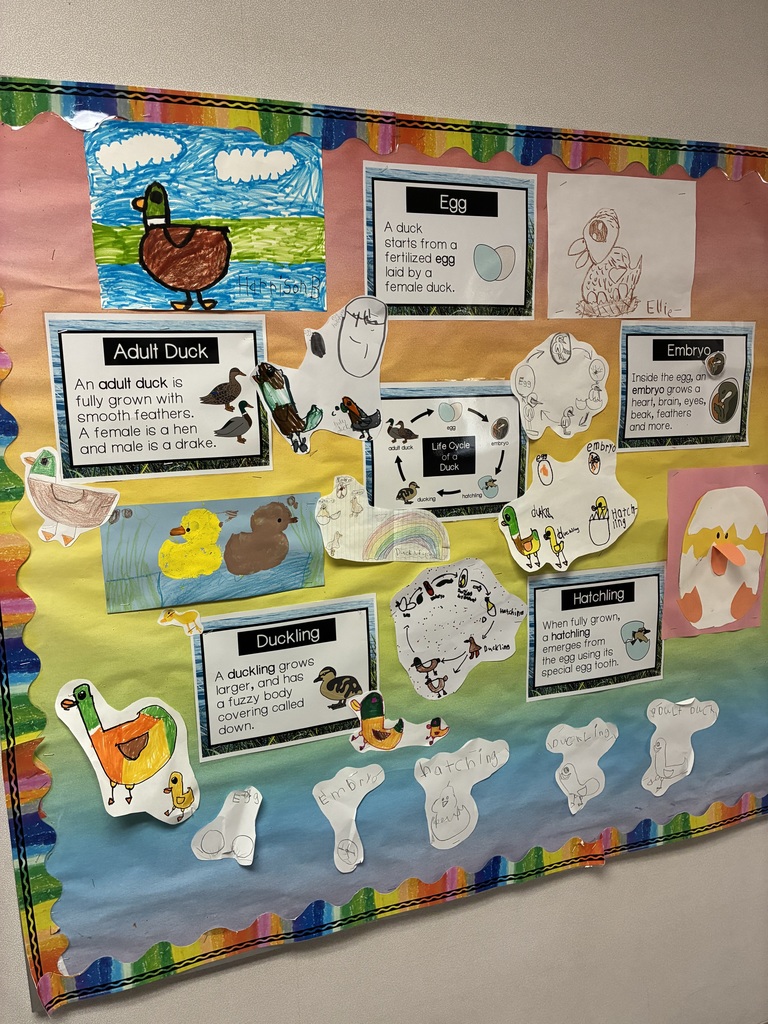A bulletin board with student drawings of the life cycle of a duck.