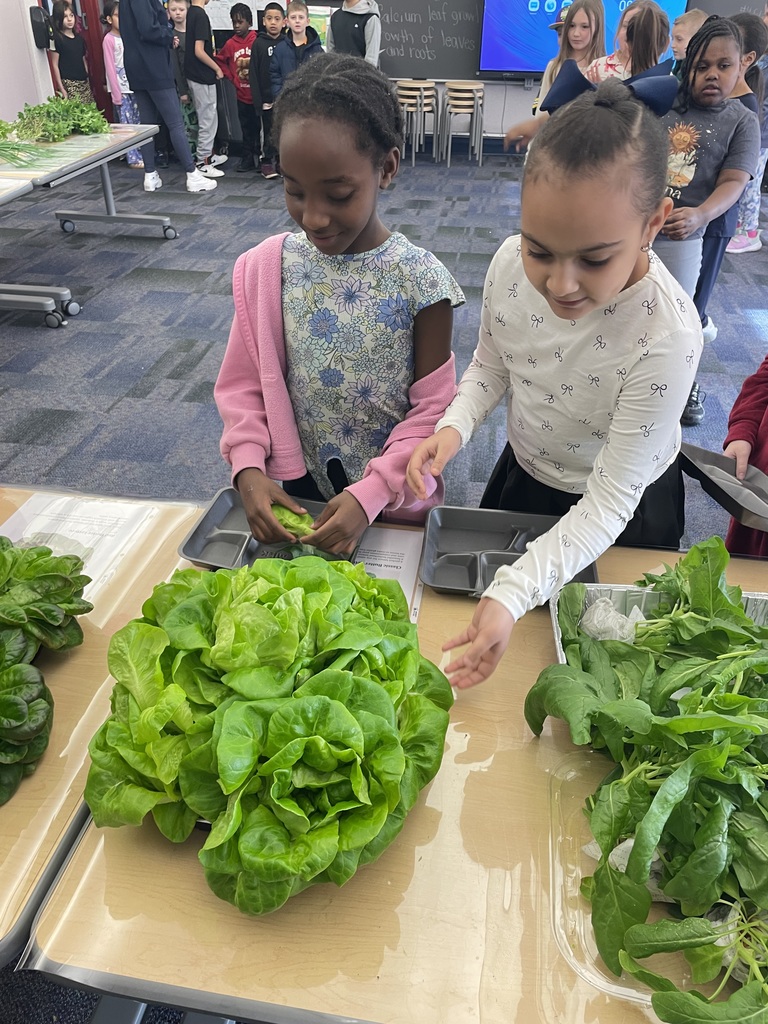 Students harvesting greens from a hydroponic farm stand.