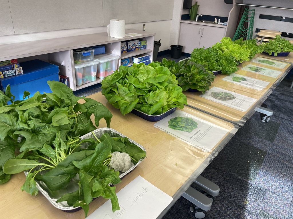 Students harvesting greens from a hydroponic farm stand.