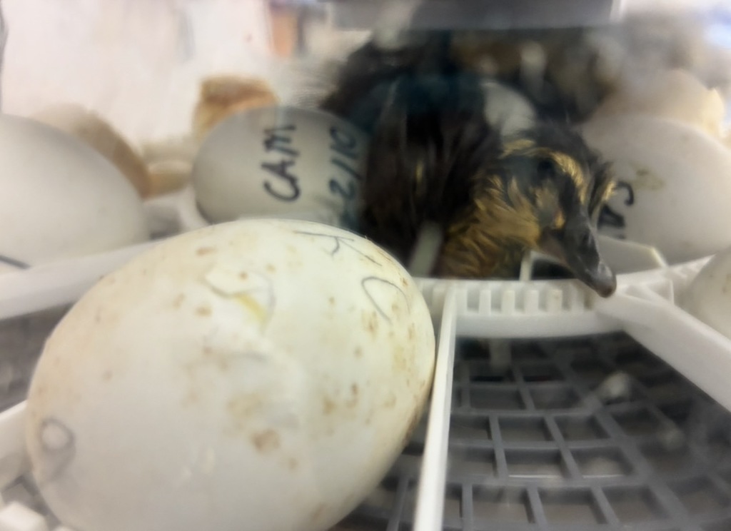 Duck in an incubator