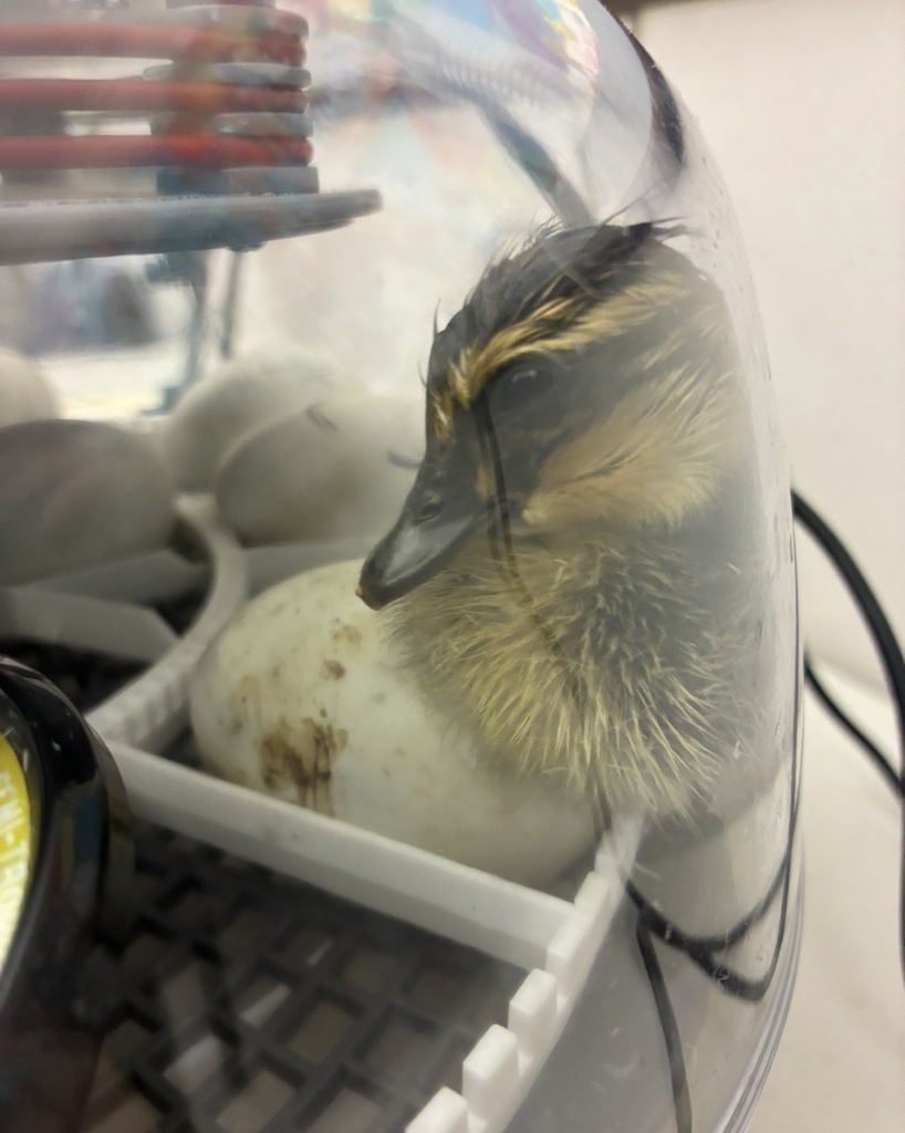 Duck in an incubator