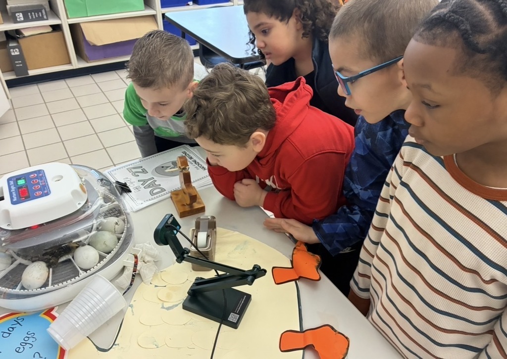 Students looking at ducks hatching in the incubator
