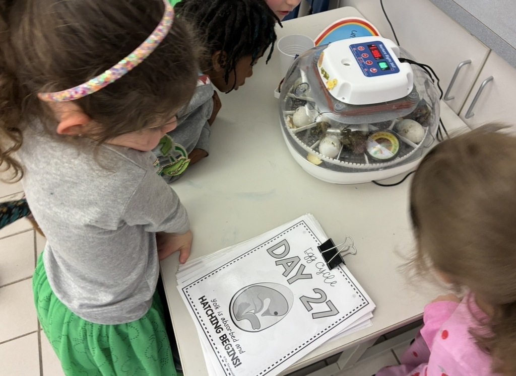 Students looking at ducks hatching in the incubator
