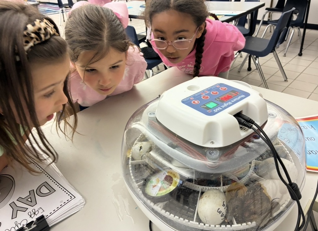 Students looking at ducks hatching in the incubator