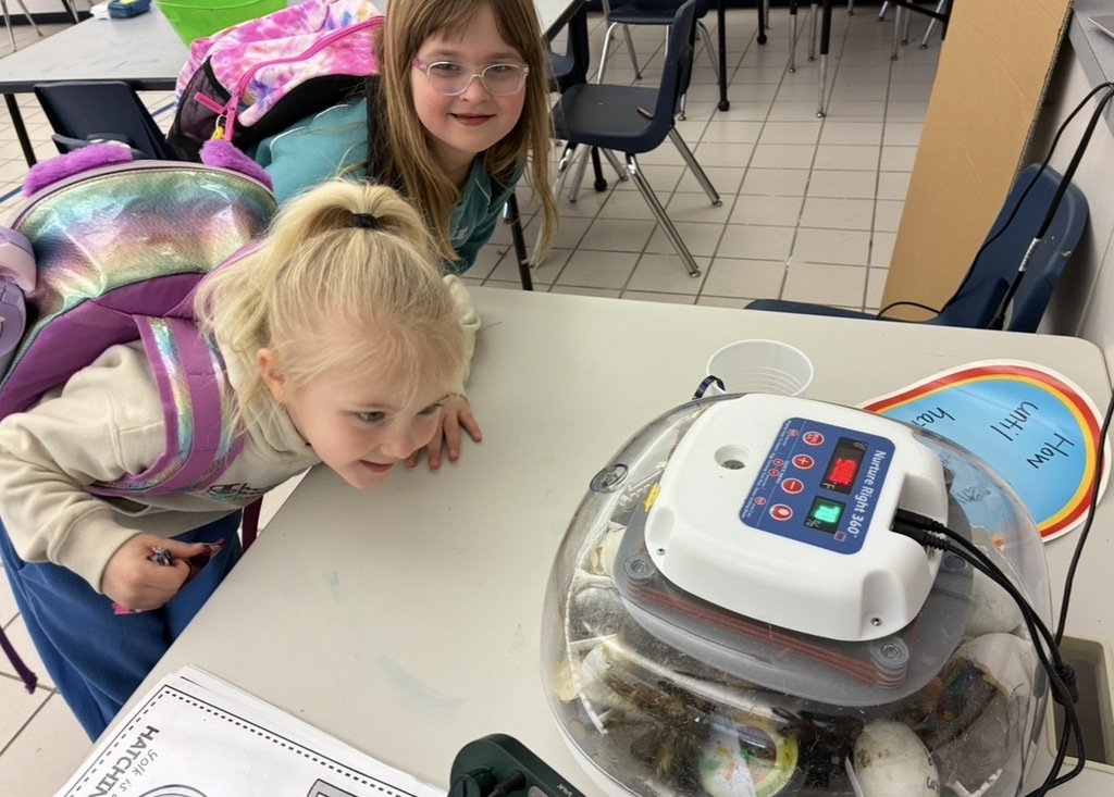 Students looking at ducks hatching in the incubator