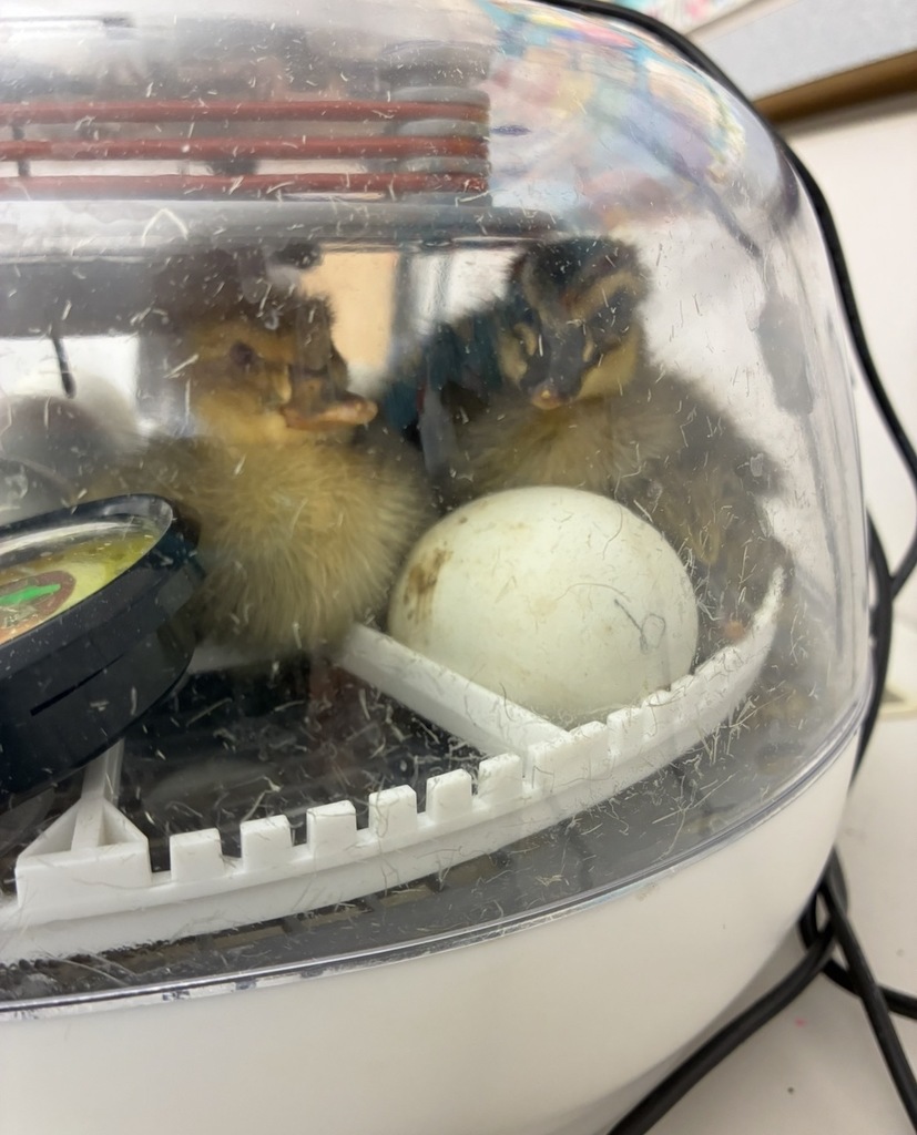 Duck in an incubator