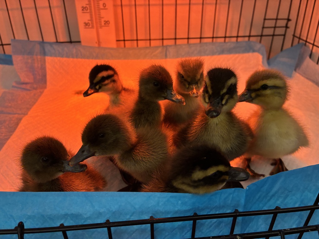 Fuzzy ducks in a brooder cage.