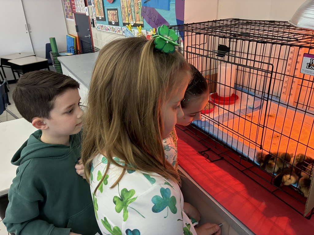 Students looking at a brooder box of ducks