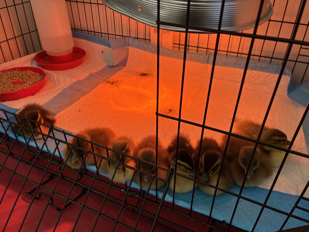 Fuzzy ducks in a brooder cage.