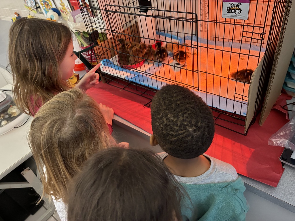 Students looking at a brooder box of ducks