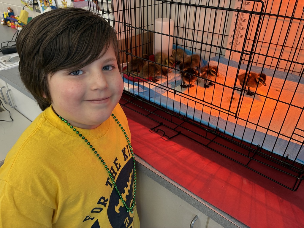 Students looking at a brooder box of ducks
