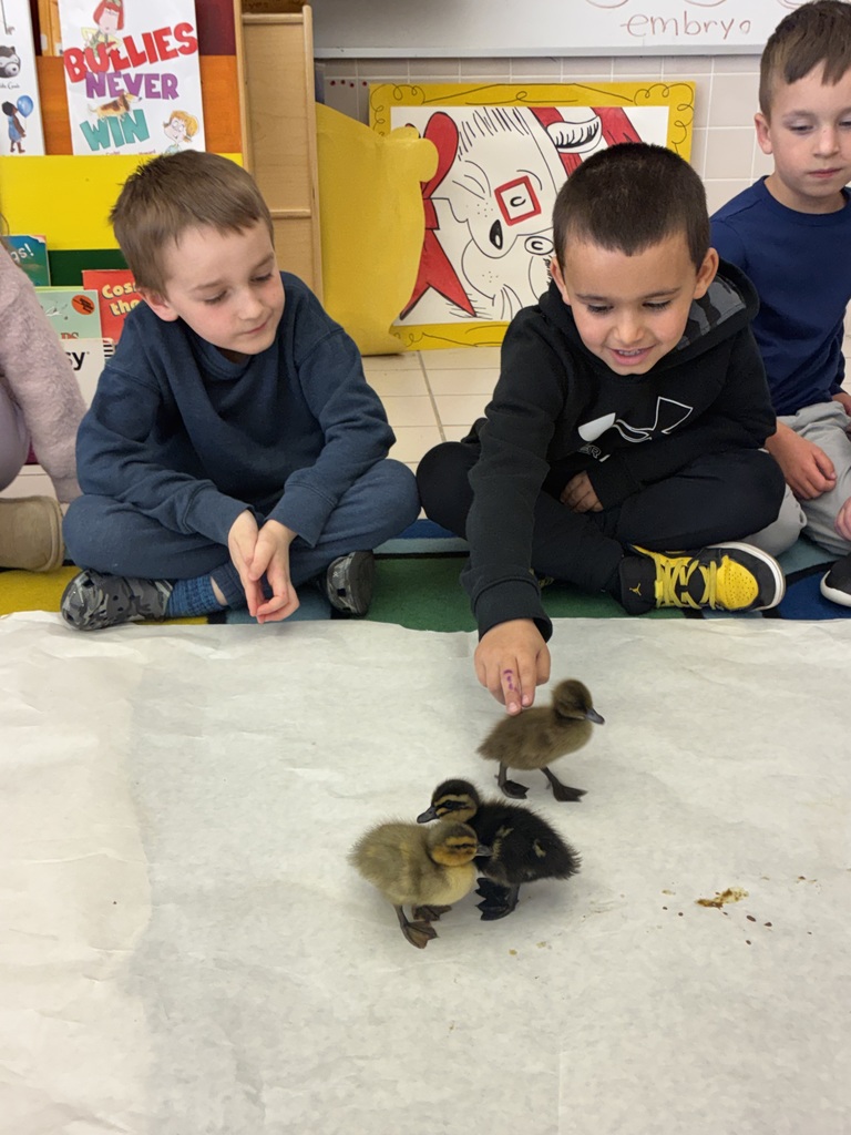 Students holding ducklings 