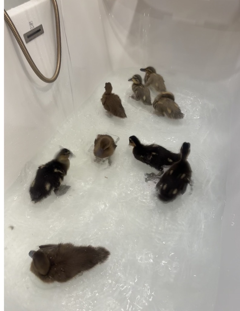 Ducks in a tub 