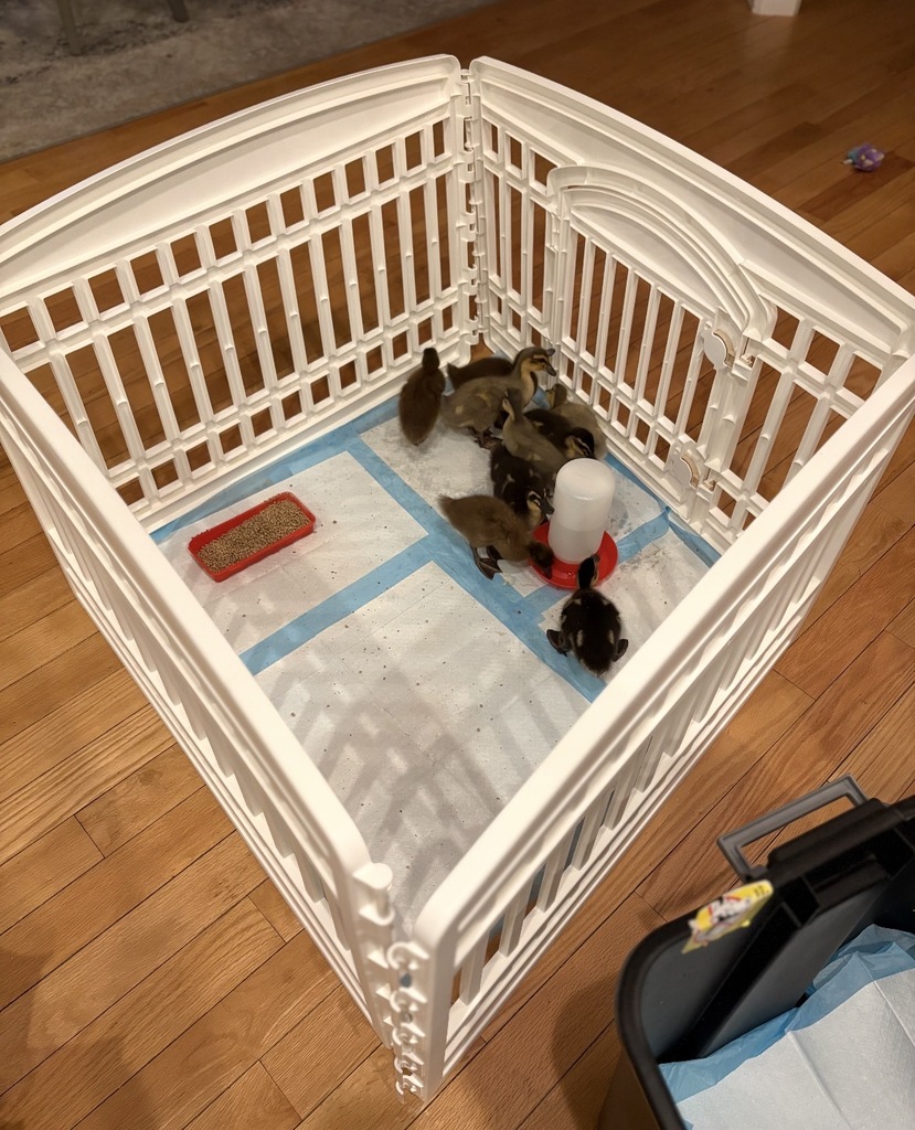 Ducks in a playpen