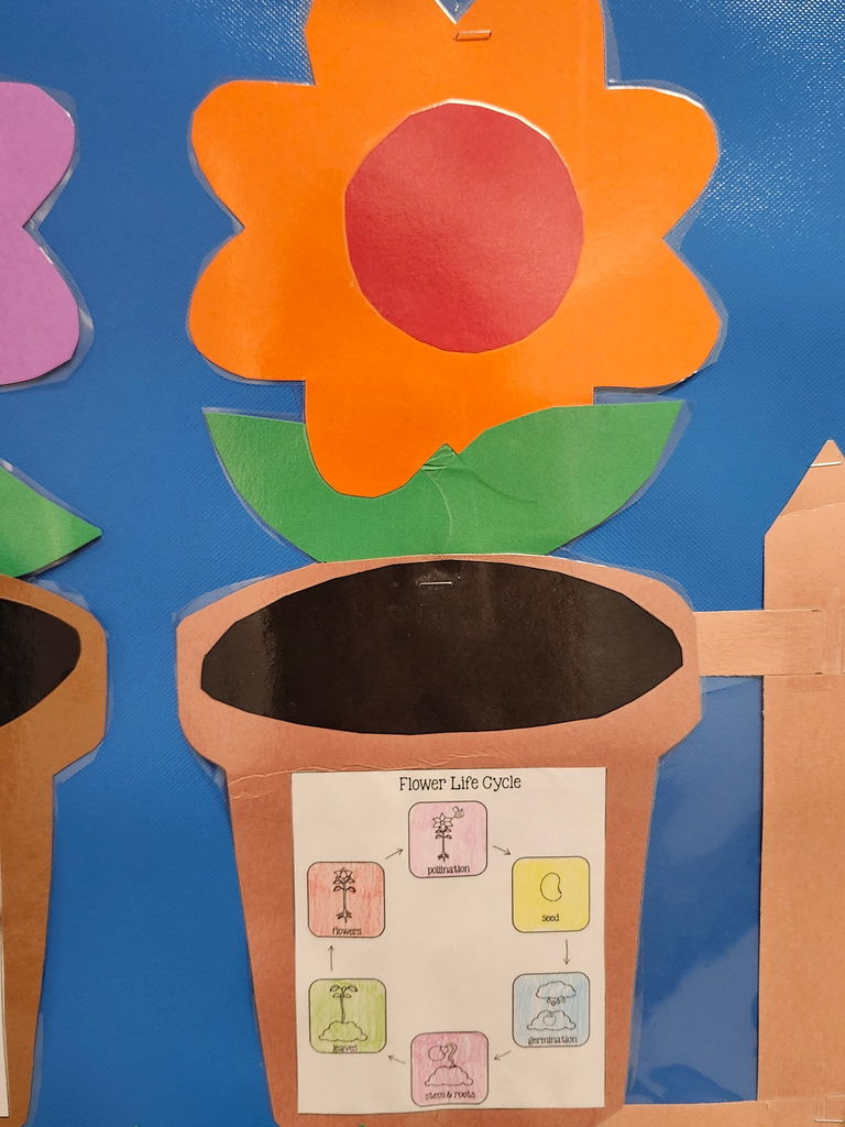 An orange flower with life cycle of a flower. 