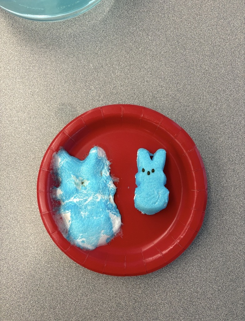 Two blue peeps on a plate. One is large from being microwaved. 
