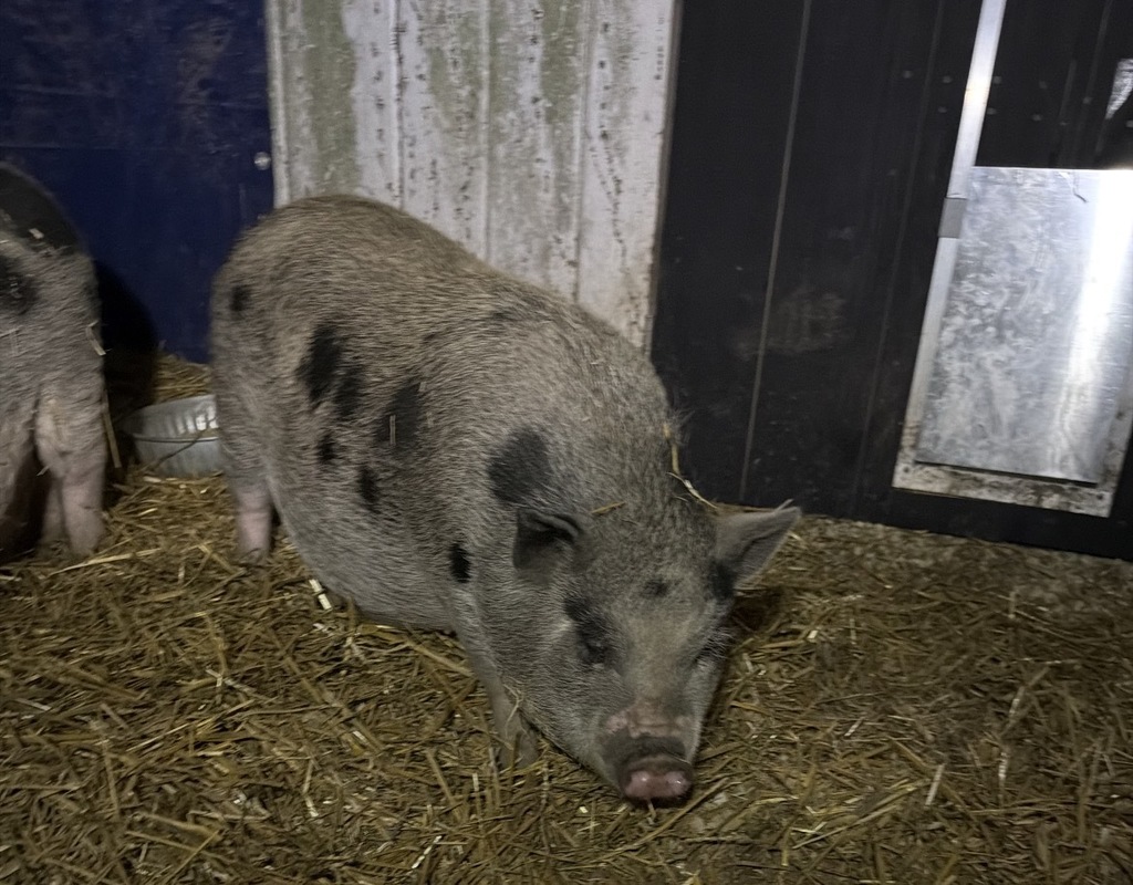 A spotted pig in hay
