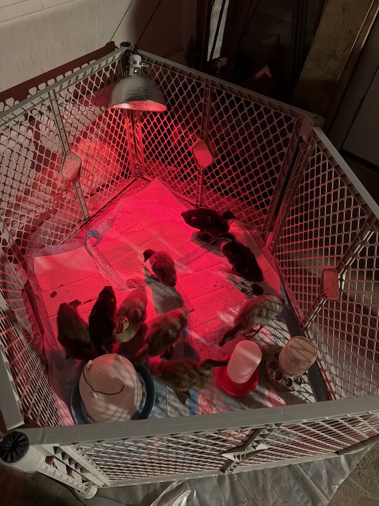 Ducklings in a brooder 