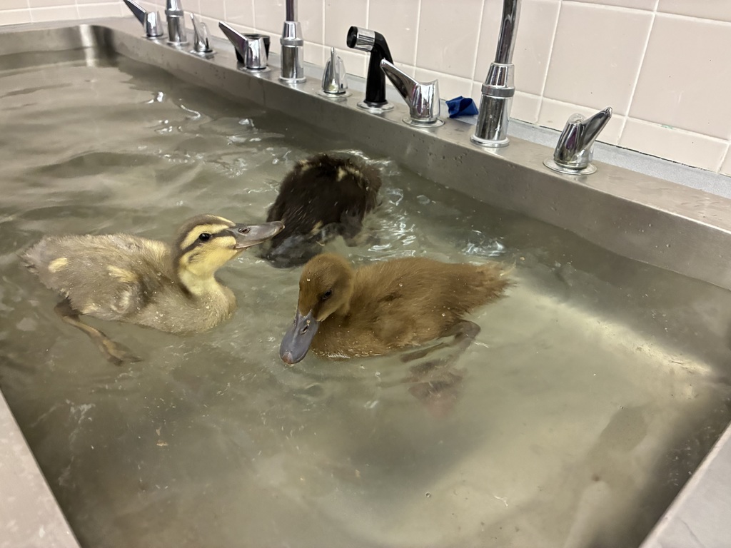 Three ducks swimming in a sink .