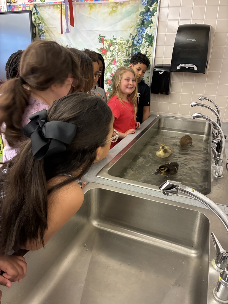 Students watching ducks swim in the sink