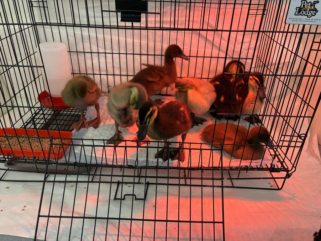 Ducks in a brooder box 