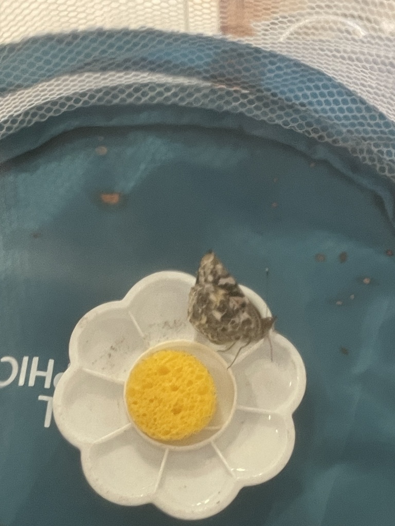 A butterfly on a white flower shaped water dish. 