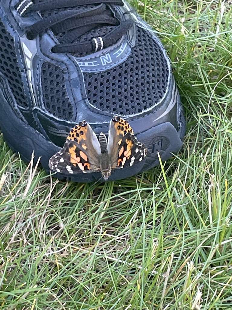 An orange butterfly in a sneaker