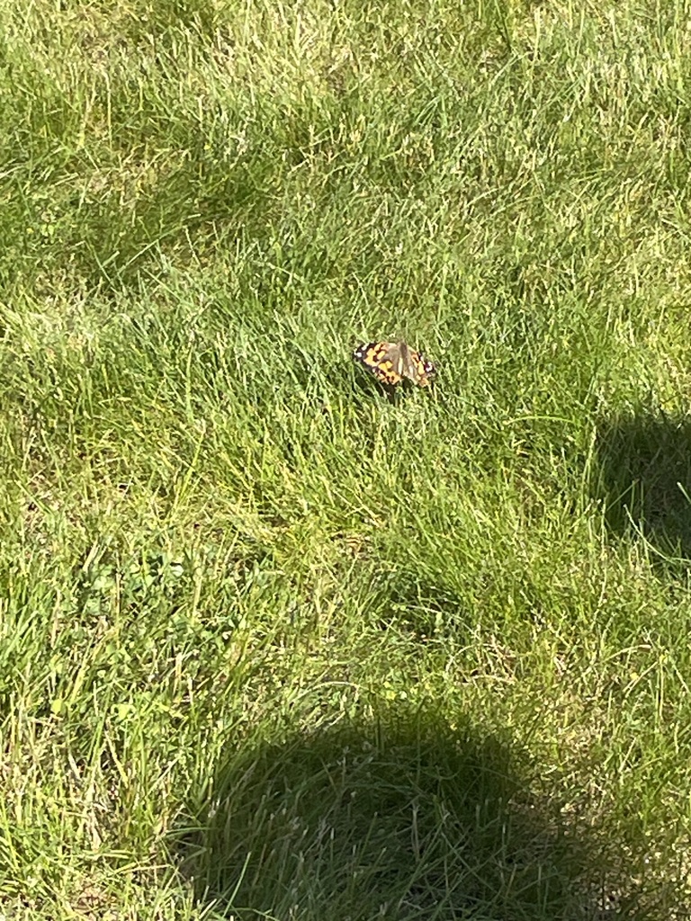 A butterfly in the grass 