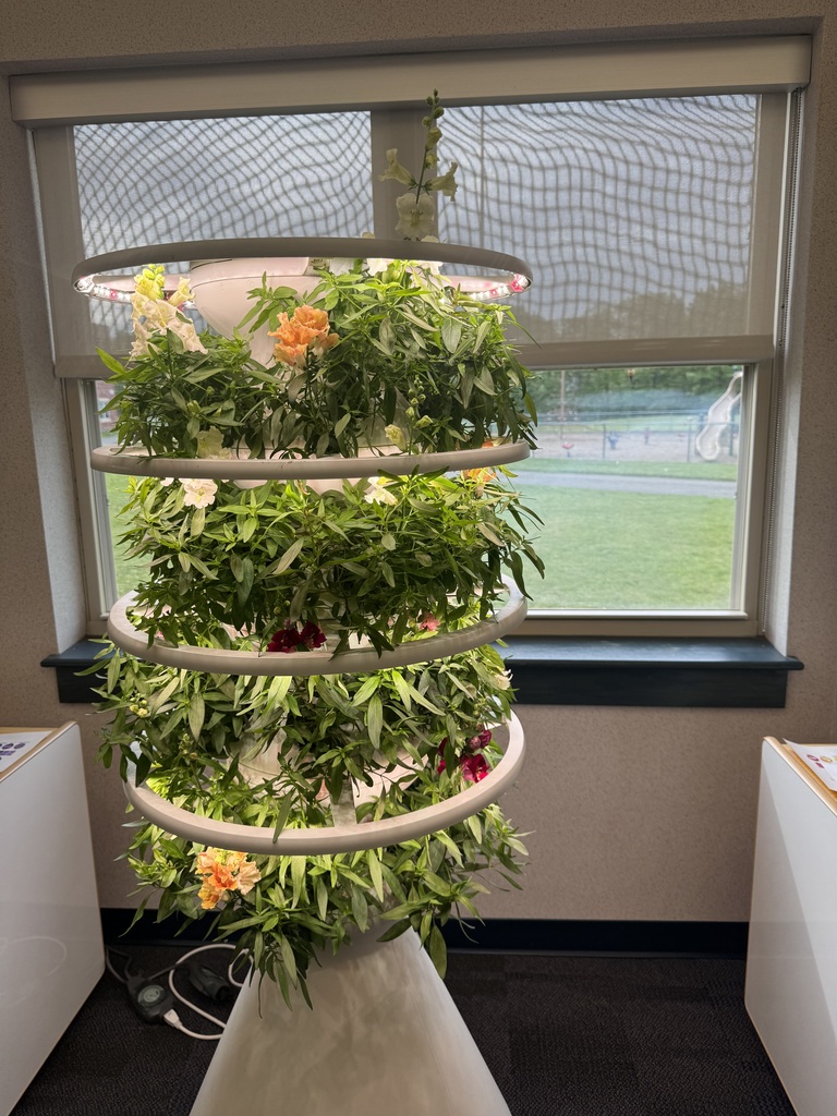 Hydroponic farm stand with snapdragons 