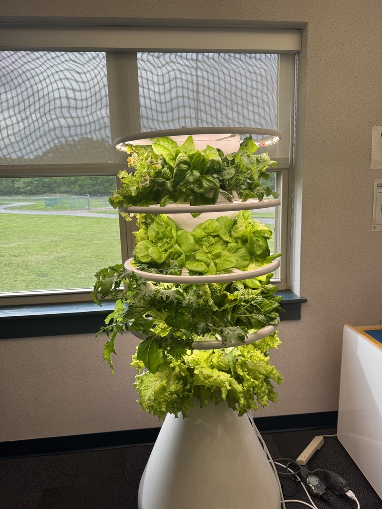 Hydroponic farm stand with lettuce