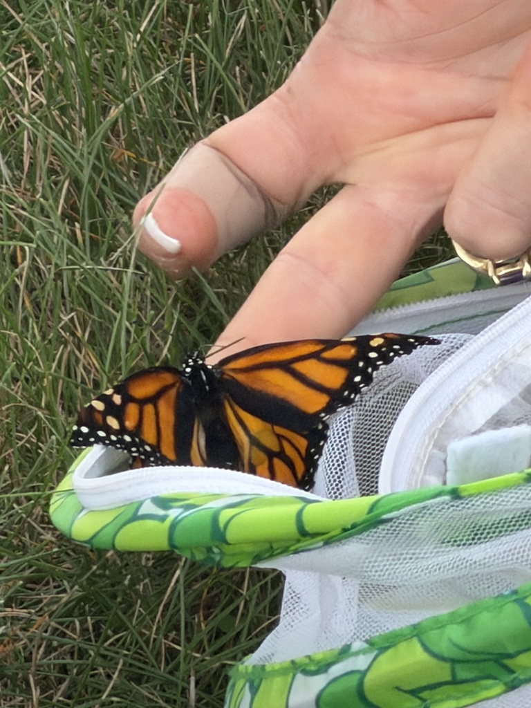 Mrs. Antal’s class butterfly study with butterfly release.