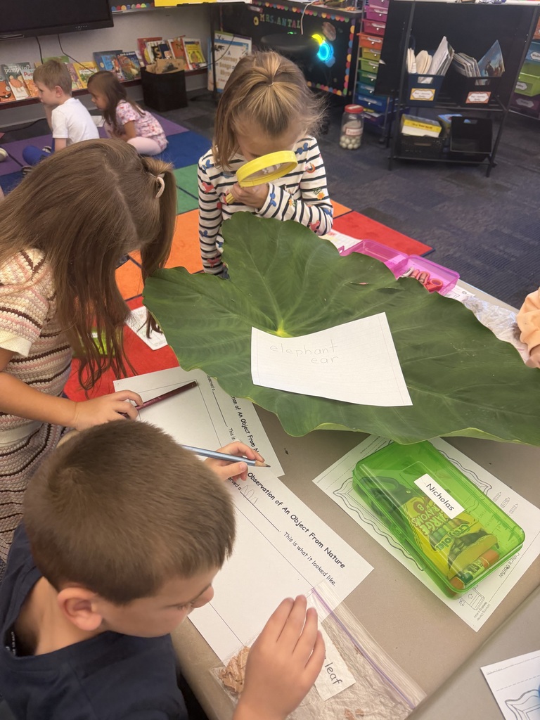 Leaf investigation in kindergarten