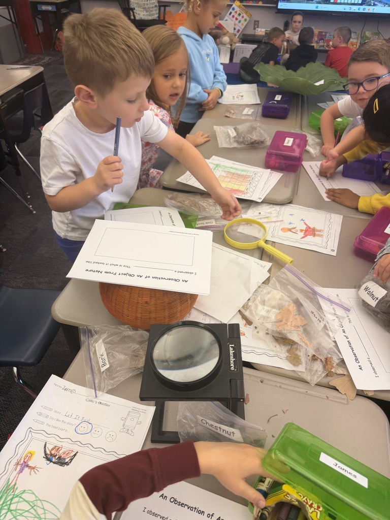 Leaf investigation in kindergarten