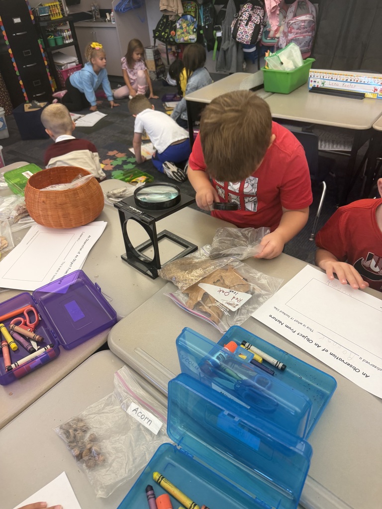 Leaf investigation in kindergarten