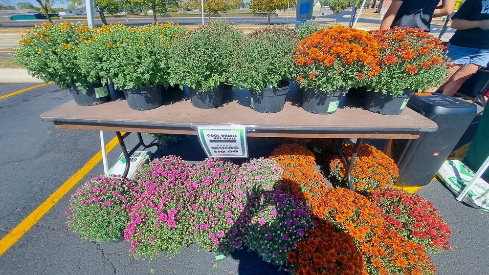 Various Colors of mums