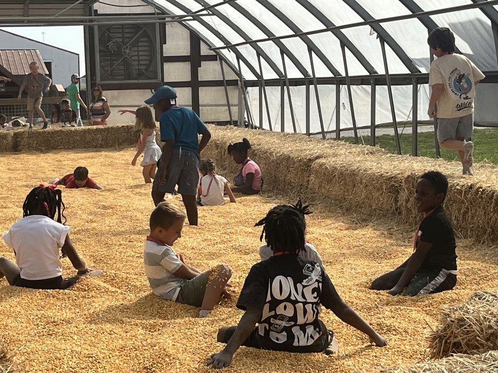 Multiple students playing in dried corn. 